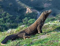 [ẢNH] Top 7 loài động vật có hình thức sinh sản 