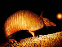 [ẢNH] Top 7 loài động vật có hình thức sinh sản 