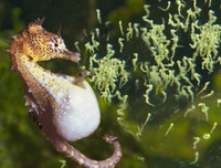 [ẢNH] Top 7 loài động vật có hình thức sinh sản 