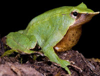 [ẢNH] Top 7 loài động vật có hình thức sinh sản 