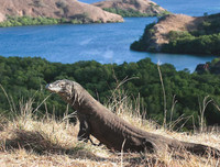 [ẢNH] Top 7 loài động vật có hình thức sinh sản 