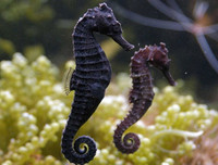 [ẢNH] Top 7 loài động vật có hình thức sinh sản 