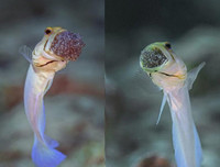 [ẢNH] Top 7 loài động vật có hình thức sinh sản 