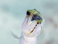 [ẢNH] Top 7 loài động vật có hình thức sinh sản 