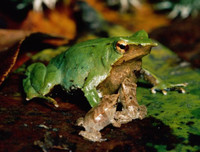 [ẢNH] Top 7 loài động vật có hình thức sinh sản 