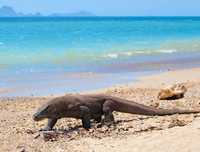 [ẢNH] Top 7 loài động vật có hình thức sinh sản 