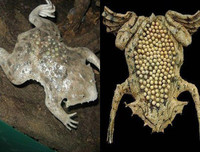 [ẢNH] Top 7 loài động vật có hình thức sinh sản 