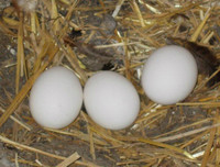 [ẢNH] Top 7 loài động vật có hình thức sinh sản 