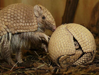 [ẢNH] Top 7 loài động vật có hình thức sinh sản 