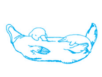 [ẢNH] Top 7 loài động vật có hình thức sinh sản 