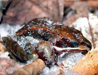 [ẢNH] Top 5 loài động vật có thói quen ngủ kì lạ nhất hành tinh