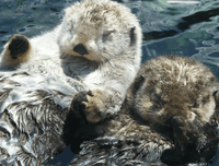 [ẢNH] Top 5 loài động vật có thói quen ngủ kì lạ nhất hành tinh