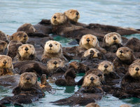 [ẢNH] Top 5 loài động vật có thói quen ngủ kì lạ nhất hành tinh