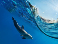 [ẢNH] Top 5 loài động vật có thói quen ngủ kì lạ nhất hành tinh