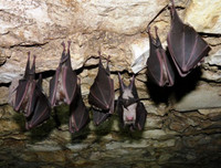 [ẢNH] Top 5 loài động vật có thói quen ngủ kì lạ nhất hành tinh