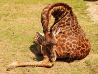 [ẢNH] Top 5 loài động vật có thói quen ngủ kì lạ nhất hành tinh