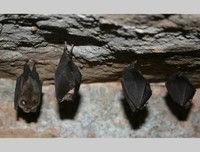 [ẢNH] Top 5 loài động vật có thói quen ngủ kì lạ nhất hành tinh