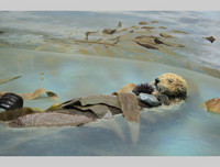 [ẢNH] Top 5 loài động vật có thói quen ngủ kì lạ nhất hành tinh