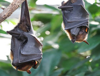 [ẢNH] Top 5 loài động vật có thói quen ngủ kì lạ nhất hành tinh