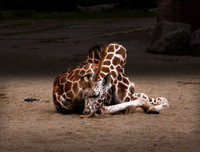 [ẢNH] Top 5 loài động vật có thói quen ngủ kì lạ nhất hành tinh