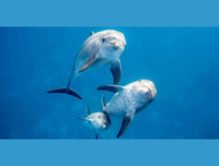 [ẢNH] Top 5 loài động vật có thói quen ngủ kì lạ nhất hành tinh