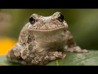 [ẢNH] Top 5 loài động vật có thói quen ngủ kì lạ nhất hành tinh