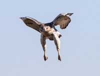 [ẢNH] Cận cảnh những loài chim nguy hiểm nhất thế giới