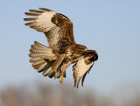 [ẢNH] Cận cảnh những loài chim nguy hiểm nhất thế giới