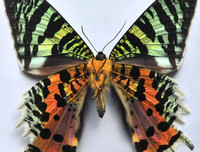 [ẢNH] Chiêm ngưỡng 