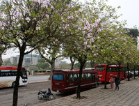 [ẢNH] Vẻ quyến rũ đến say đắm lòng người của hoa ban giữa lòng Thủ đô