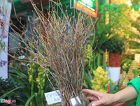 [ẢNH] Cảnh giác với những loài hoa, cây cảnh cực đẹp nhưng cũng cực độc trong dịp Tết