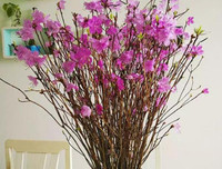 [ẢNH] Cảnh giác với những loài hoa, cây cảnh cực đẹp nhưng cũng cực độc trong dịp Tết