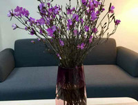 [ẢNH] Cảnh giác với những loài hoa, cây cảnh cực đẹp nhưng cũng cực độc trong dịp Tết