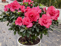 [ẢNH] Cảnh giác với những loài hoa, cây cảnh cực đẹp nhưng cũng cực độc trong dịp Tết