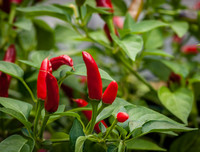 [ẢNH] Những hệ lụy không ngờ do những món ăn cay mang lại với cơ thể