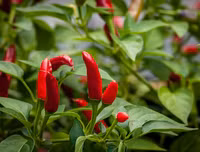 [ẢNH] Những hệ lụy không ngờ do những món ăn cay mang lại với cơ thể