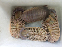 [ẢNH] 6 món đặc sản biển gây ấn tượng bởi vẻ ngoài 