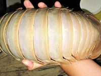 [ẢNH] 6 món đặc sản biển gây ấn tượng bởi vẻ ngoài 