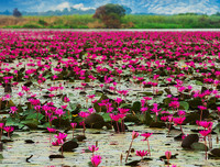 [ẢNH] Chiêm ngưỡng vẻ đẹp của những hồ nước kỳ lạ nhất thế giới