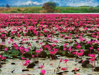 [ẢNH] Chiêm ngưỡng vẻ đẹp của những hồ nước kỳ lạ nhất thế giới