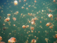 [ẢNH] Chiêm ngưỡng vẻ đẹp của những hồ nước kỳ lạ nhất thế giới