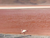 [ẢNH] Chiêm ngưỡng vẻ đẹp của những hồ nước kỳ lạ nhất thế giới