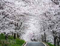 [ẢNH] Vũ Hán đón 