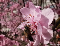 [ẢNH] Vũ Hán đón 