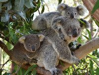 [ẢNH] Top 8 loài động vật sở hữu ngoại hình đáng yêu trên thế giới