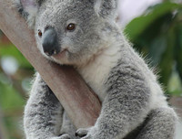 [ẢNH] Top 8 loài động vật sở hữu ngoại hình đáng yêu trên thế giới