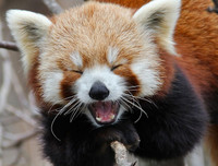 [ẢNH] Top 8 loài động vật sở hữu ngoại hình đáng yêu trên thế giới