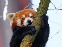 [ẢNH] Top 8 loài động vật sở hữu ngoại hình đáng yêu trên thế giới