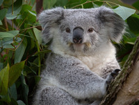 [ẢNH] Top 8 loài động vật sở hữu ngoại hình đáng yêu trên thế giới