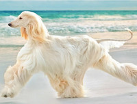 [ẢNH] Top 10 giống chó 